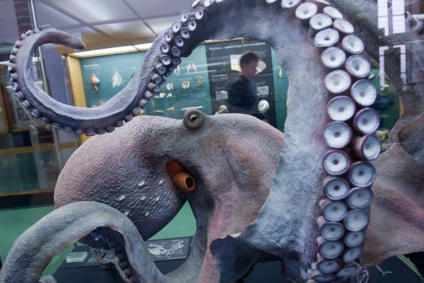 Kraken darknet ссылка тор
